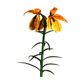 Image 25